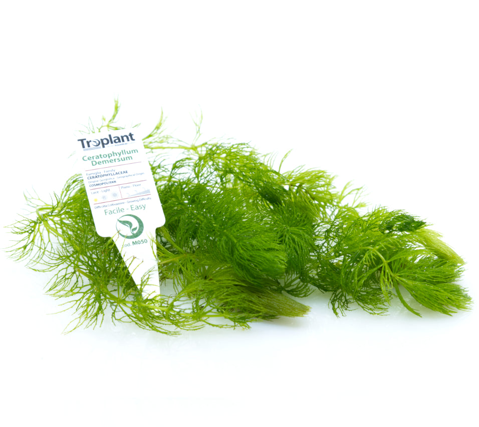 Ceratophyllum Demersum – Pianta Acquatica Ossigenante Galleggiante Per Laghetti E Acquari, Crescita Rapida, Senza Radici, Ideale Per Rifugio Di Avannotti E Riduzione Alghe, Facile Da Gestire