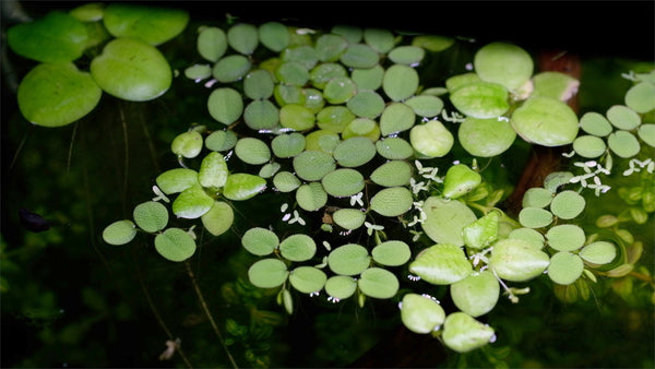 Le piante galleggianti in acquario