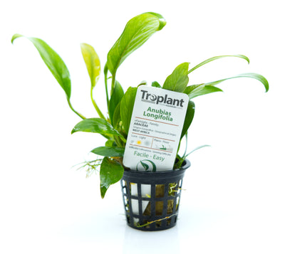 troplant anubias longifolia piante acquatiche acquario www.acquariodisofia.it