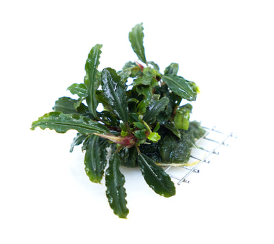 troplant bucephalandra sp. hades metallic green piante acquatiche acquario www.acquariodisofia.it