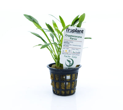 troplant cryptocoryne parva piante acquatiche acquario www.acquariodisofia.it