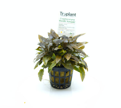 troplant cryptocoryne wendtii kompakt piante acquatiche acquario www.acquariodisofia.it