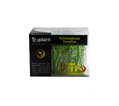 troplant echinodorus tenellus cup piante acquatiche acquario www.acquariodisofia.it