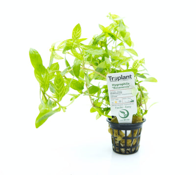 troplant hygrophila rosanervis piante acquatiche acquario www.acquariodisofia.it