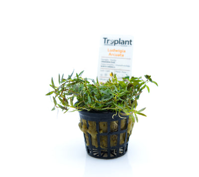 troplant ludwigia arcuata piante acquatiche acquario www.acquariodisofia.it