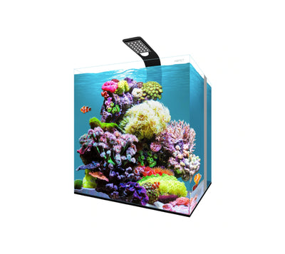 aqpet kubic reef box 40 acquario marino completo www.acquariodisofia.it